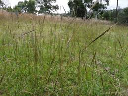 Image result for Bothriochloa