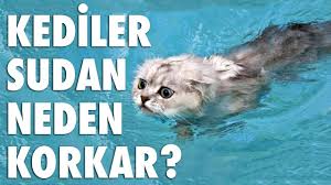 Kediler Sudan Korkar Mi Youtube