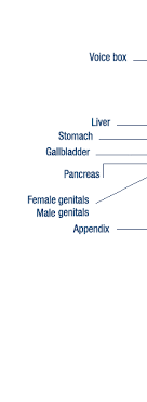 This article describes the movements of the human body, including adduction and abduction, flexion and this article will shed some light on the various types of movements in the human body. Bbc Science Nature Human Body And Mind Anatomy Organs Anatomy