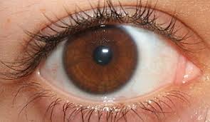 Eye Color Wikipedia