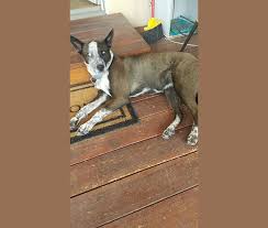 While both do well with obedience, the cattle dog (blue heeler) will need some modification in his behavior if he's going to solely be a family dog. Embark Dog Dna Test Breed