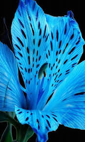 Tiger lily (lilium lancifolium or l. Tiger Lily Blue Lily Flower Novocom Top