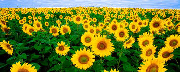 Image result for Scleria poiformis