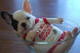 Our passion stems from our love of this fabulous little breed. Silversage French Bulldogs
