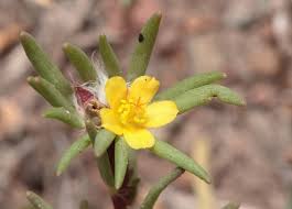 Image result for Portulaca kermesina
