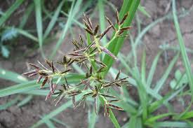 Image result for Cyperus rotundus