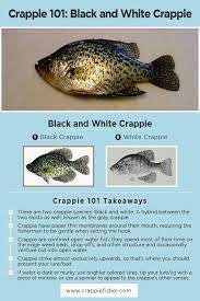 Crappie 101 There Are Only Two Species Of Crappie The Black Crappie And The White Crappie Crappies Are Considered Crappie Crappie Fishing Tips Crappie Rigs