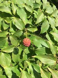 New members, guests, and visitors are always welcome at meetings. Tree Fruit Identification