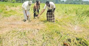 Luxembourgish macedonian malagasy malay malayalam maltese maori marathi mongolian myanmar (burmese) nepali norwegian pashto persian polish. Kerala To Classify Farm Land Into 5 Categories Kerala News English Manorama