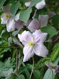 Maybe you would like to learn more about one of these? Berg Waldrebe Mayleen Clematis Montana Mayleen Gunstig Online Kaufen