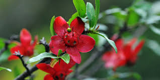 Image result for Ochna