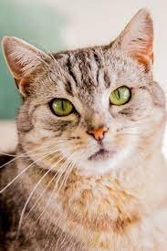 Feline Immunodeficiency Virus Fiv Lort Smith Animal Hospital