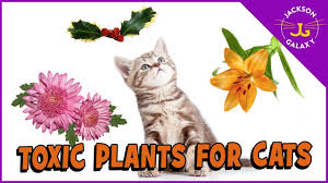 Phytochemical studies have indicated that paeonia plants contain many bioactive components, including monoterpenes, flavonoids, phenols, and tannins, which do not tend to give in good results when eaten by cats. Plants That Are Toxic To Cats Youtube