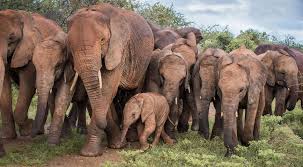 Maybe you would like to learn more about one of these? Sheldrick Wildlife Trust Haven For Elephants Rhinos