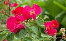 All roses have been grown and tended in our. Rosa Scharlachglut Photo Huw Morgan In 2021 Single Rose Rose Guelder Rose