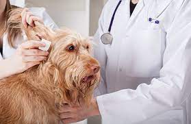 How To Care For Your Dog S Ears At Home When To See A Vet Cityvet
