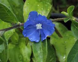 The common cultivar is known as 'blue daze', but you may also find 'hawaiian blue eyes'. Evolvulus Blue Daze Aka Hawaiian Blue Eyes Can Be Overwintered Indoors If You Remember To Water It Occasionally Blue Hawaiian Blue Flowers Flowers