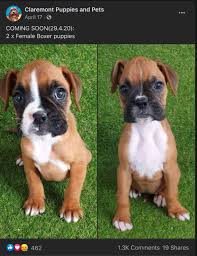 Find boxer puppies for sale on pets4you.com. Strawberry Her Short Life Is Her Message