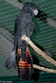 As calyptorhynchus banksii (latham, 1790) artsnavnebasen. Www Zootierliste De