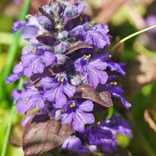 Image result for Ajuga