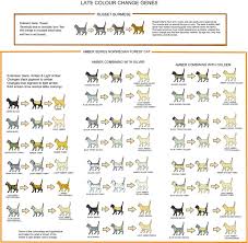 Burmese cats have short, silky fur, a medium build, and round, golden eyes. Colour And Coat Genetics In Cats Cats From Your Wildest Dreams