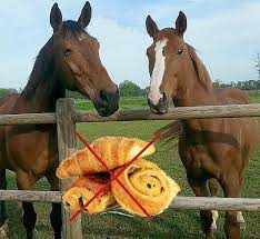Si ton voisin vient à mourir, c'est sur toi que le fardeau tombe. Apprendre Aux Promeneurs A Ne Pas Nourrir Les Chevaux Cheval Partenaire