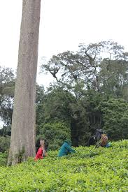 Image result for Parinari excelsa