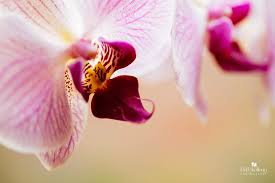 This week in the bbc earth podcast we tell the tale of the jellyfish that never dies. The Orchid That Never Dies Barb Kellogg Photography