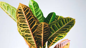 Image result for Codiaeum