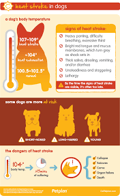 Dog S Body Temperature During Heatwave Doginformation Heat Stroke In Dogs Dog Care Tips Pet Health