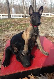 They will turn 8 weeks old on friday, may 14th. Future Police K9s Cute Animals Funny Animals Cute Dogs