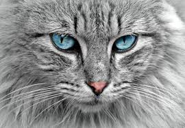 Check spelling or type a new query. Solid Gold Indigo Moon Cat Food Reviews Thriving Cat