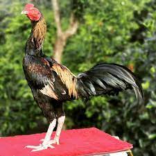 Keistimewaan ayam mangon ayam magon asli merupakan salah satu jenis ayam aduan yang di hasilkan dari kawin silang antara. Gambar Ayam Magon Ninja Ayam Laga Magon Ciri Kelebihan Dan Kekurangannya Explore More Searches Like Ayam Magon Student Information