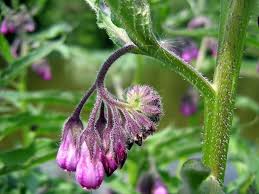 Pin On Fitoterapia Hierbas Plantas Tinturas Aceites Phytotherapy Herbs Medicinals Plants