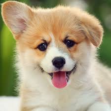 Review how much corgi puppies for sale sell for below. Shiba Inu Breeder Corgi Puppies For Sale Iowa Family Forever Puppies