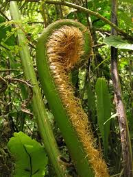 Image result for Cyathea mildbraedii