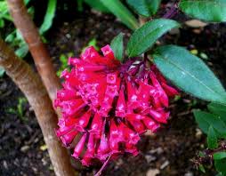 Image result for Cestrum elegans