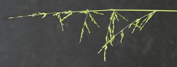 Image result for Nesaea erecta