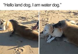 Sit back & enjoy a laugh with these funny animal memes from some of ur favorite creatures and critters! 35 Of The Happiest Animal Memes To Start The Week With A Smile Bored Panda