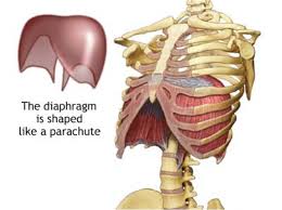 The rib cage surrounds the lungs and the heart, serving as an important means of bony protection for these vital organs.in total, the rib cage consists of . Dun Danu Amatsu Clinic The Diaphragm Is A Thin Dome Shaped Sheet Of Muscle That Connects Around The Bottom Of Your Rib Cage Sitting Just Below Your Heart And Lungs The Diaphragm