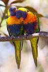 Kaka 2 parrots talking like humans do <?=substr(md5('https://encrypted-tbn0.gstatic.com/images?q=tbn:ANd9GcR4-D8wqstYfcJDm4WuInwf5KHzNU8GbW07Acsr3OtxaSalF35Ch0Pxi1Y'), 0, 7); ?>