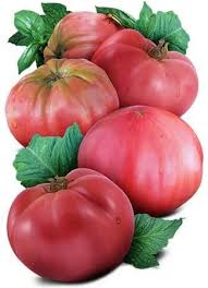 Indeterminate growing vines can reach 9 feet in height with plenty of light. Pink Brandywine Tomato Seeds Lycopersicon Esculentum Brandywine Tomato Growing Tomato Plants Tomato Seeds