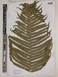 Image result for Amblovenatum opulentum