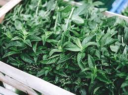 Check spelling or type a new query. Mint Allergy Symptoms Reactions Diagnosis And More