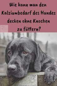 wieviel kalzium braucht der hund herzenshund kerngesund hunde ernahrung hunde gesunde hunde