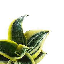 Image result for Sansevieria trifasciata