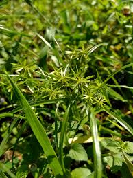 Image result for Cyperus dubius