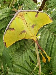 Feb 18, 2021 · anton ivanov / shutterstock. Datei Argema Mittrei Comet Moth Male Jpg Wikipedia