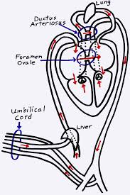 64 Reasonable Fetal Blood Circulation Flow Chart