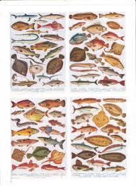 Books On British Sea Fish And Saltwater Fishes